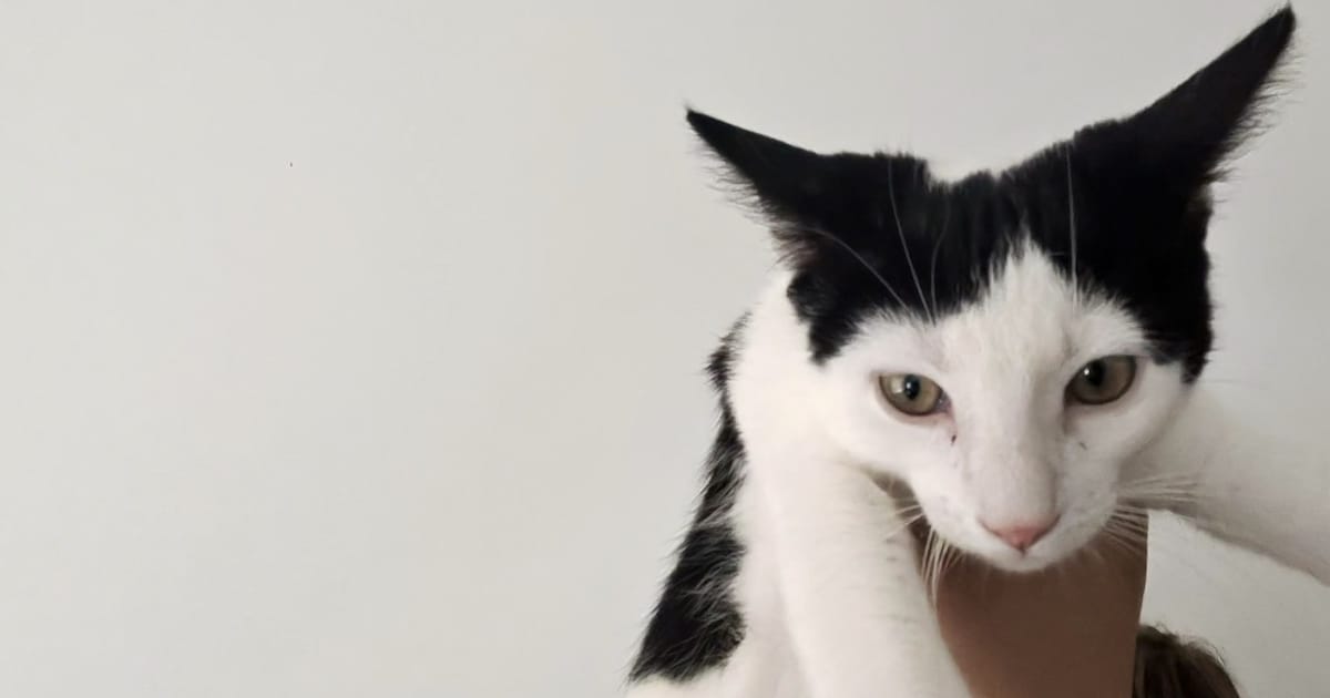 Heb jij James of Odilia gezien? Deze twee huisdieren worden in Rhenen vermist