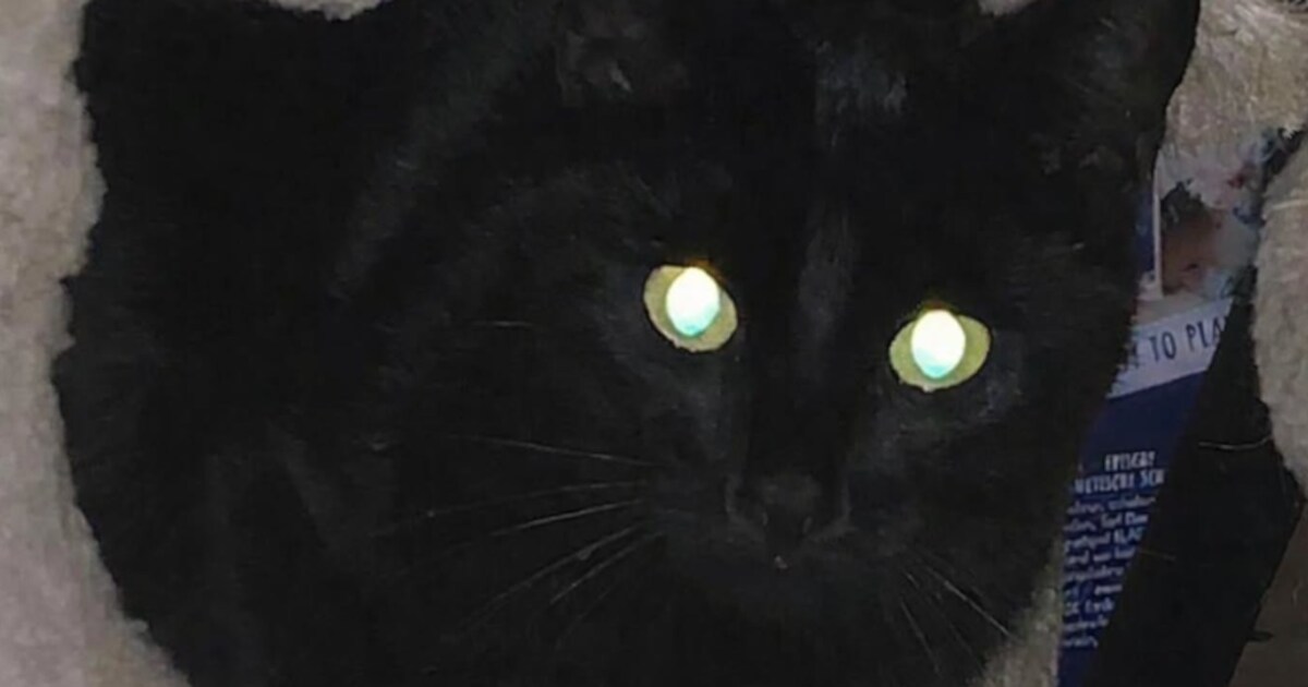 Kater Mila doodgeschoten in Son en Breugel, politie doet getuigenoproep