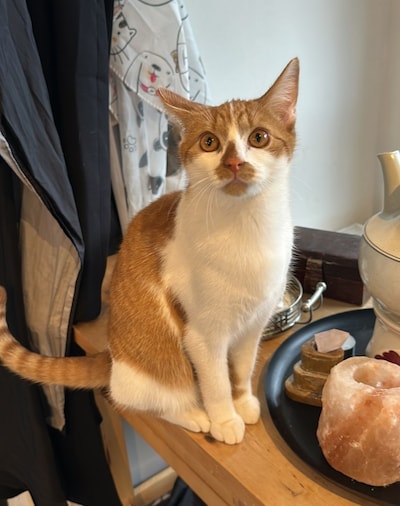 Heb jij Liz of Coco gezien? Deze twee huisdieren worden in Oost Gelre vermist