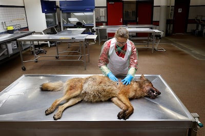 Patholoog Judith krijgt probleemwolf Bram op de snijtafel: ‘Niet eerder zo’n bekende wolf onderzocht’