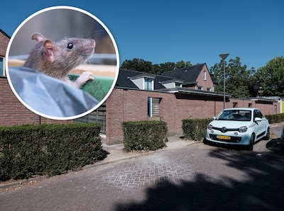 Baston Wonen erkent rattenoverlast in Babberich en wijst bewoners op tuinen