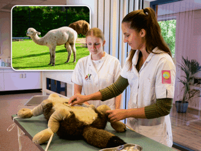 Strengere regels voor dierentuinen: wat betekent dit voor de enige school in Europa met kamelen en reptielen?