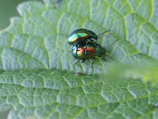 Ketelwald is heel rijk aan plant- en diersoorten: 2645 natuurliefhebbers vinden 5480 verschillende soorten