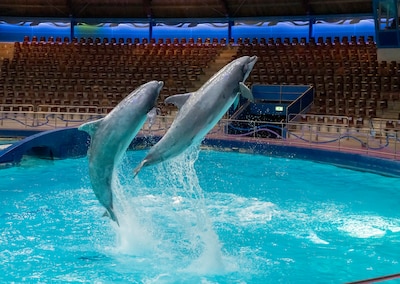Verhuizing van dolfijnen uit Harderwijk naar China gaat niet door na kritiek op dierenwelzijn