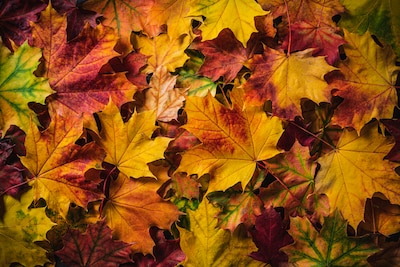 Herfstkrans maken bij het Huis van Dodewaard