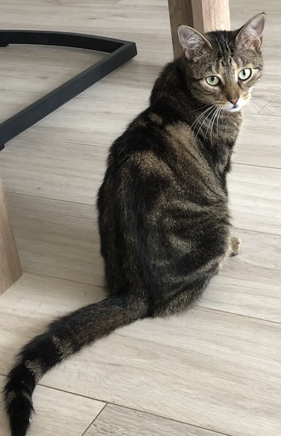 Heb jij Isabella, Shiba of Bella gezien? Deze vier huisdieren worden in Buren vermist
