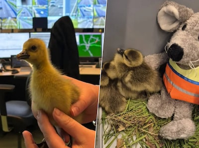 Ferdie en Erik redden piepjonge kuikens van de A27