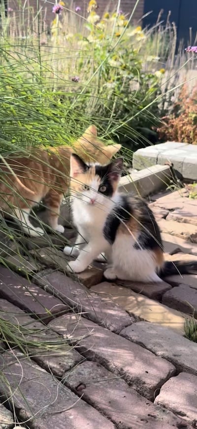 Heb jij Angel, Mimi of Stip gezien? Deze drie huisdieren worden in Wijchen vermist