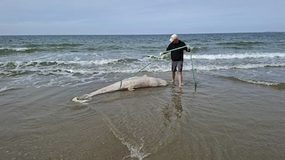 In Zeeland aangespoelde dode walvisachtige blijkt zeldzame Risso’s dolfijn