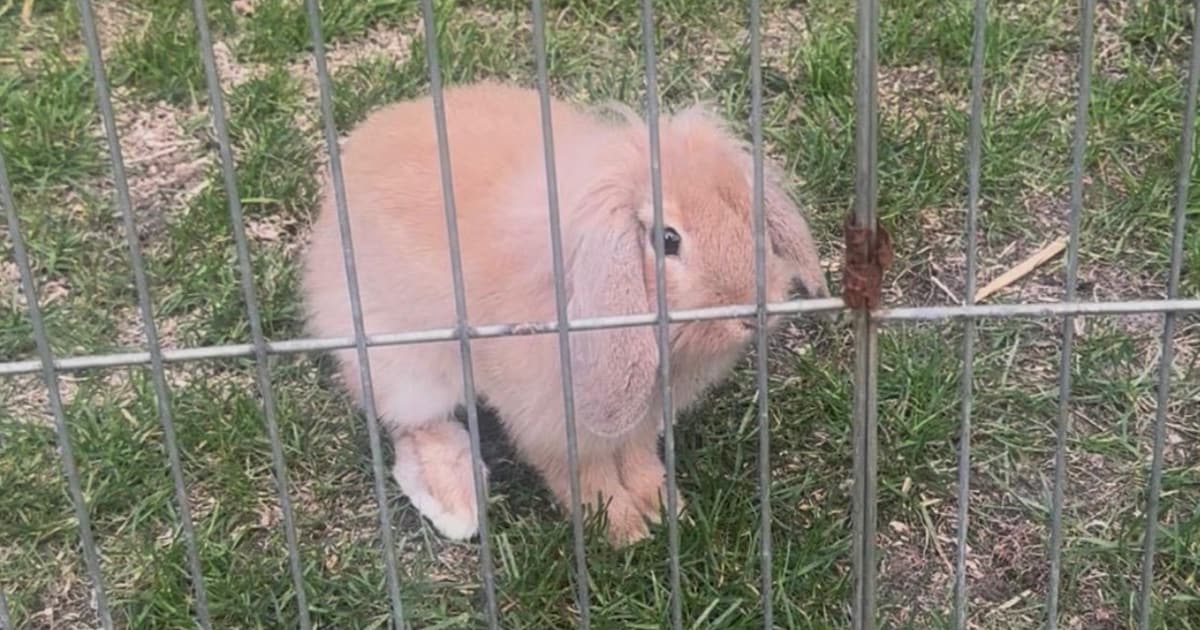 Heb jij Bennie gezien? Dit huisdier wordt in Scherpenzeel vermist