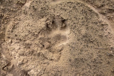 Wandeling om pootafdrukken, keutels en haren van bosdieren te ontdekken