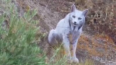 Hobbyfotograaf maakt bijzondere beelden van zeldzame witte Iberische lynx: ‘Kon het niet geloven’