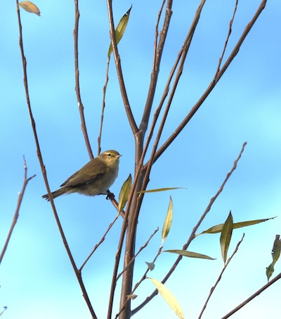 Lentewandeling bij Natuurcentrum De Ginkel in Ede