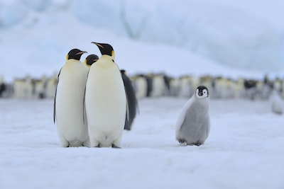 Klimaatverandering eist tol voor dieren op Antarctica: keizerspinguïn en pelsrob bedreigd