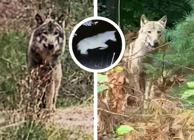 Drie afschotvergunningen, maar na maanden is er nog geen enkele wolf afgeschoten: hoe kan dat?