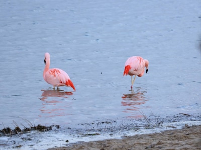 Flamingo’s in Giesbeek, hoe bijzonder is dat? Herman (76) fietst snel met zijn camera naar hen toe