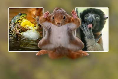 Bekijk hier de grappigste dierenfoto’s van dit jaar