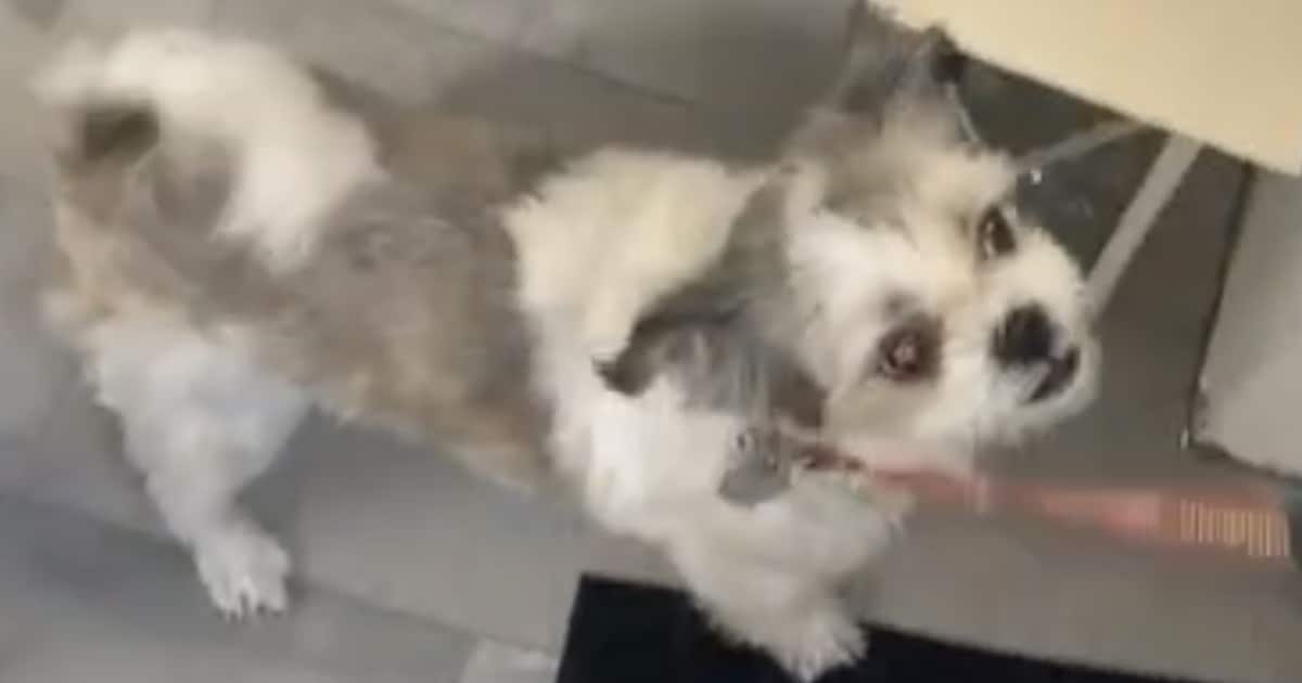 Heb jij Gigi gezien? Dit huisdier wordt in Lingewaard vermist