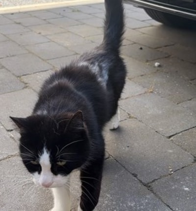 Heb jij Duvel gezien? Dit huisdier wordt in Beuningen vermist