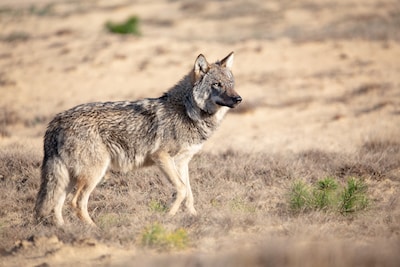 Wolvenmelder maakt foutje: dier niet gespot in Barendrecht, maar in Limburg