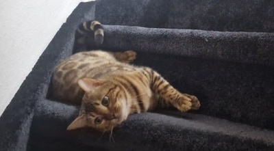 Heb jij Leeuw gezien? Dit huisdier wordt in Overbetuwe vermist