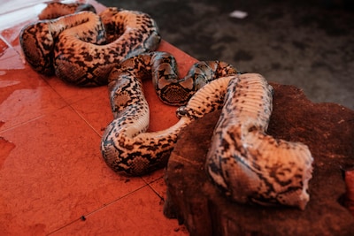 Man met zestig pythons moet zijn huurwoning uit