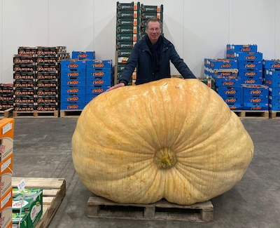 Megapompoen van 700 kilo, groentehandelaar gelooft zijn ogen niet: ‘Ik dacht, wat krijgen we nou?’
