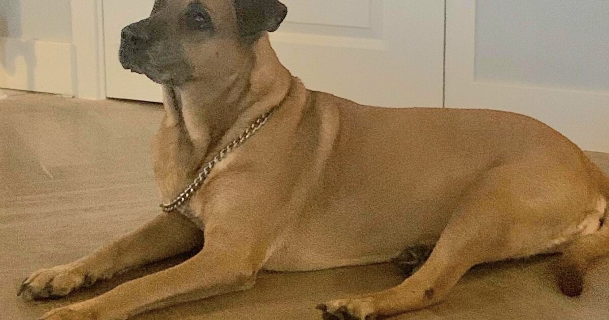 Deze hond werd door een hardloper gevonden, vastgebonden aan een boom onderaan de Grebbeberg; ‘Zoiet