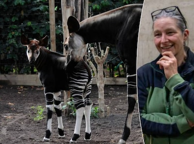 Blijdorp geeft dieren voor het eerst kalmeringsmiddel rond jaarwisseling: ‘Neemt ergste angst weg’