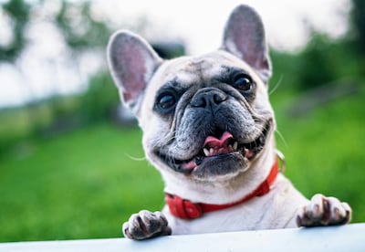 Nieuwe fokregels zetten rem op kortsnuitige honden: verzekeraars zien scherpe daling