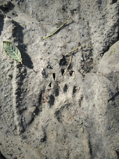 Wandeling speuren naar sporen in Ede