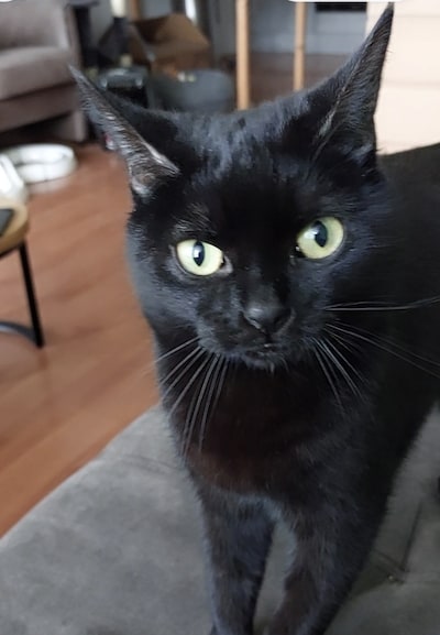 Heb jij Nemesis gezien? Dit huisdier wordt in Wijchen vermist