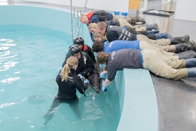 Gestrande gewone dolfijn blijkt vrouwtje: ‘Ze kan nog niet alleen zwemmen’
