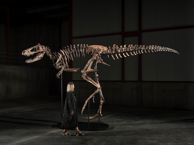 Skelet zeldzame dinosaurus levert 42,5 miljoen euro op bij veiling, op een na duurste fossiel ooit