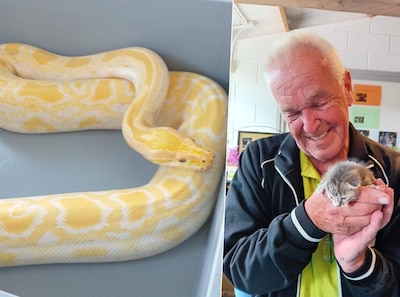 Vrijwilliger Henk schrikt zich rot van reuzenpython in weiland: ‘Dacht echt dat ze een grap maakten’