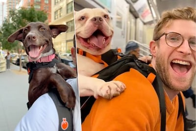 Rugzakreiziger in New York bezorgt asielhonden nieuw baasje: ‘Ze wilde in de metro iedereen kussen’
