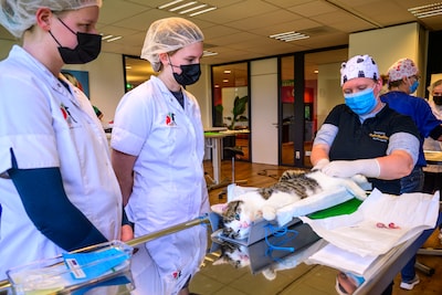 Zwerfkatten castreren: deze mbo-studenten ‘helpen’ poezen en katers aan de lopende band