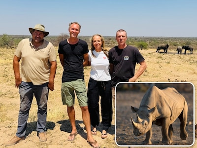 Drie Nederlandse vrienden halen iconisch dier naar Botswana: ‘Er waren er nog maar 24, nu is dat verdubbeld’