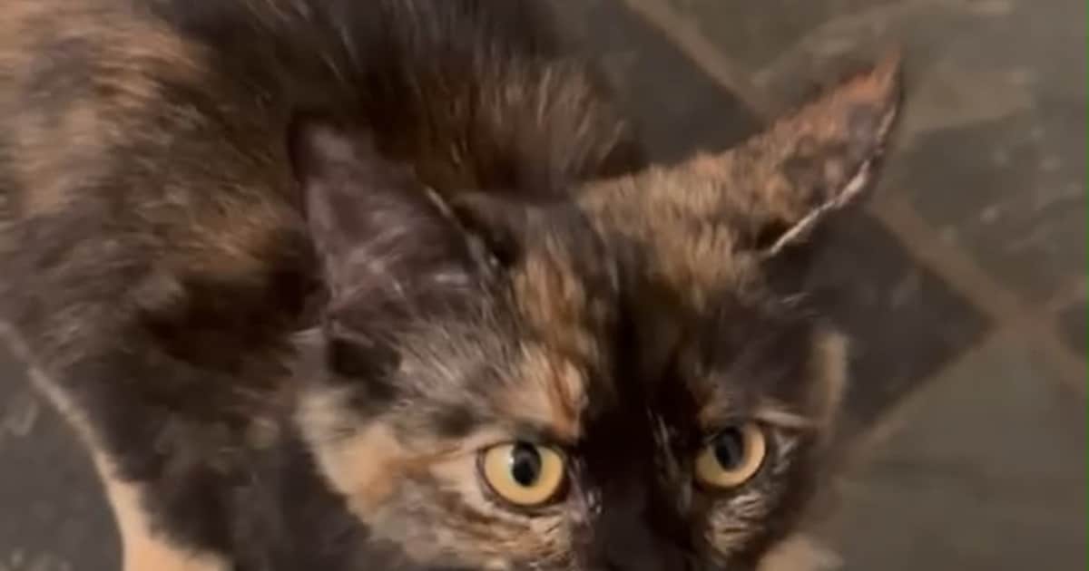 Heb jij Loki of Snoes gezien? Deze twee huisdieren worden in Renkum vermist