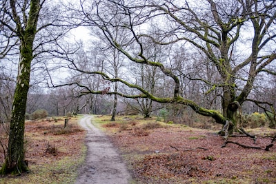 Veluwezoom: Natuurmonumenten over bomen als bondgenoten
