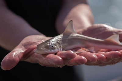 Waddenzee telt opeens een stuk meer haaien: ‘We vangen er dagelijks 50 per boot’