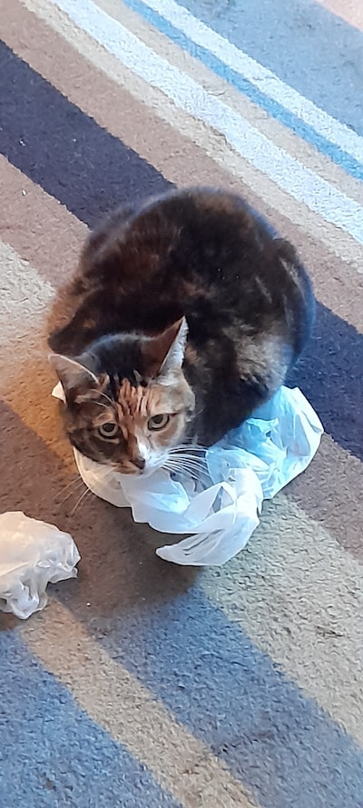 Heb jij Desi gezien? Dit huisdier wordt in Westervoort vermist