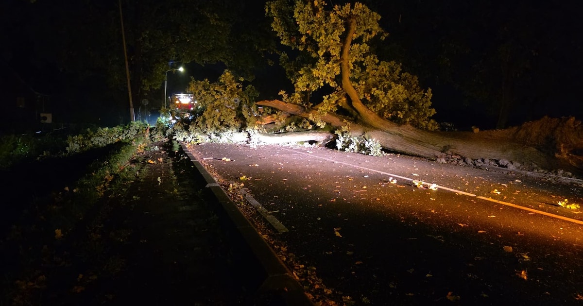 Omgevallen boom blokkeert Weselseweg in Venlo richting Duitsland