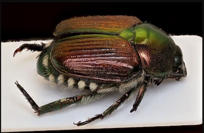 Dode Japanse kever aangetroffen in Nederland, NVWA waarschuwt voor ‘zeer schadelijk’ insect