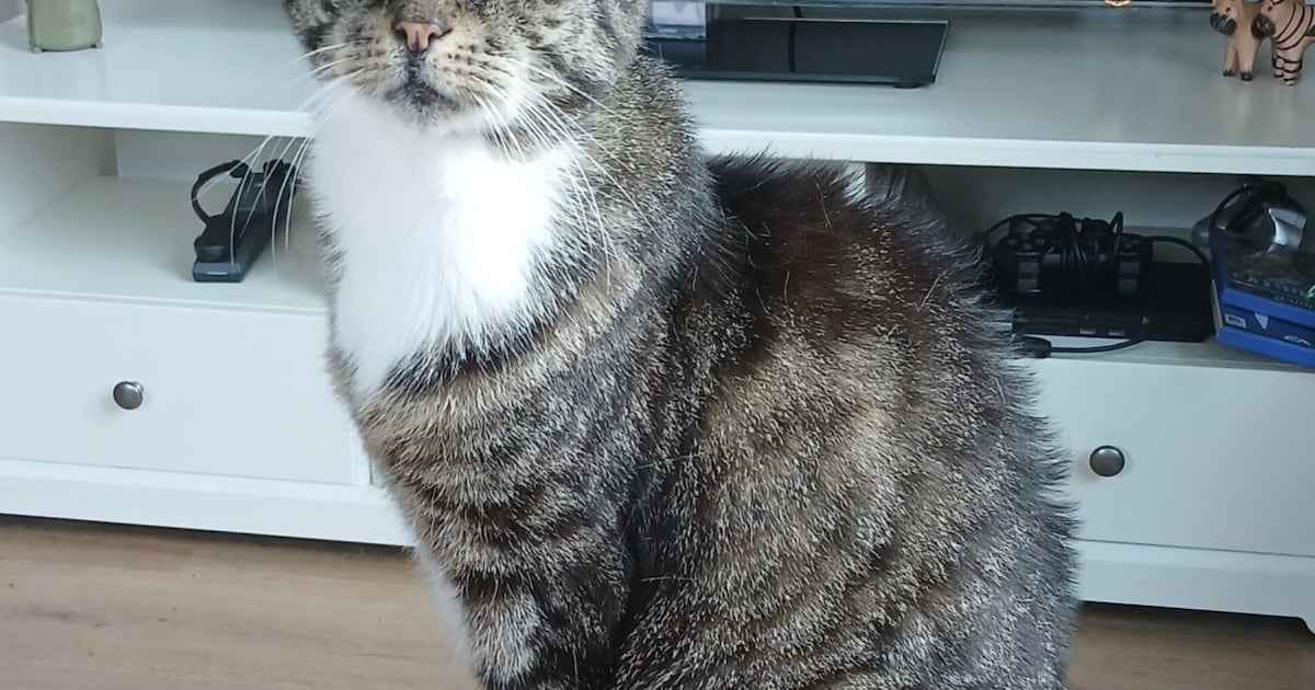 Heb jij Dries gezien? Dit huisdier wordt in Oost Gelre vermist