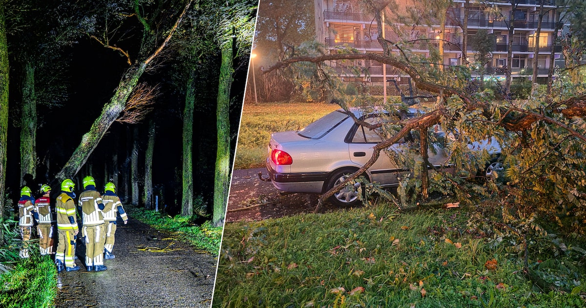 LIVE storm Austen | Boom valt vlak voor passerende bus • Zaterdag veel ...