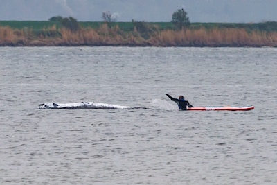 Timmy’s laatste kans: bultrug strandt opnieuw, race tegen de klok