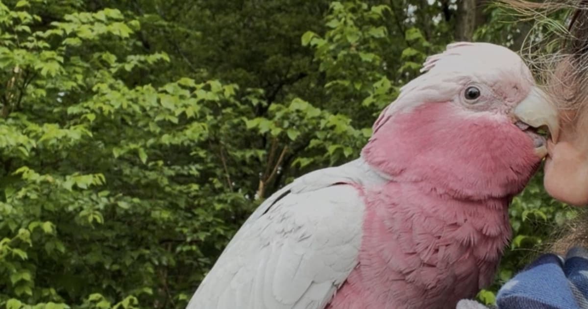 Heb jij Lorre gezien? Dit huisdier wordt in Rhenen vermist