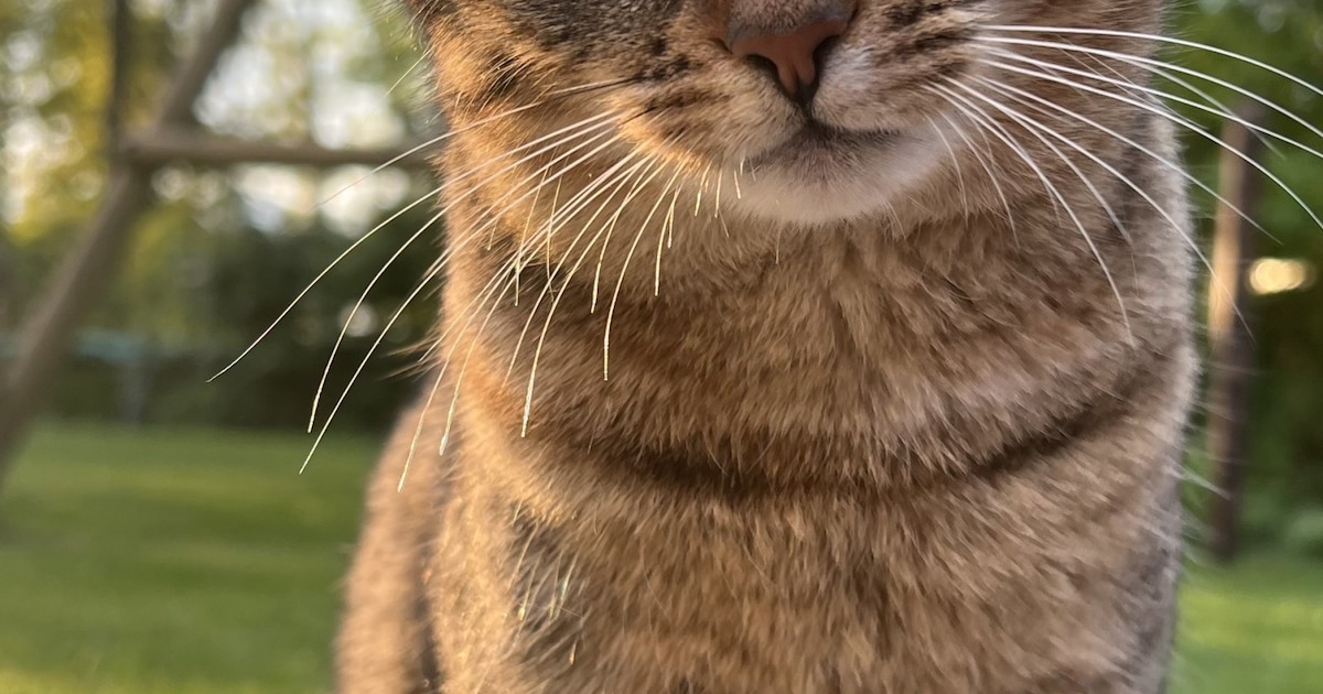 Heb jij Billy of Kitty gezien? Deze twee huisdieren worden in Aalten vermist