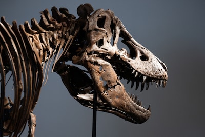 Tyrannosaurus rex geveild voor recordbedrag van bijna 44 miljoen euro, en zo ziet hij eruit